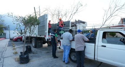 “Adopta un árbol" en Monterrey, ¿En qué consiste este programa para reforestar?