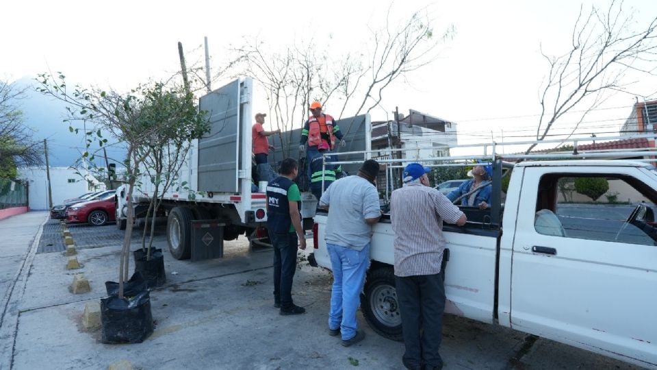 Para recibir uno de los árboles que se estarán entregando al público interesado en plantarlo y brindarle los cuidados necesarios.