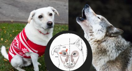 ¿Qué revelan los ojos de los perros? Así evolucionaron sus rasgos para comunicarse con los humanos