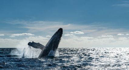 Impresionante descubrimiento| El canto de las ballenas tiene una similitud con el lenguaje humano