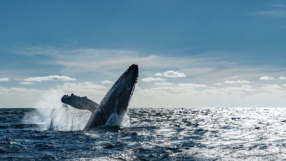 ¿Qué tienen en común las ballenas y los humanos?