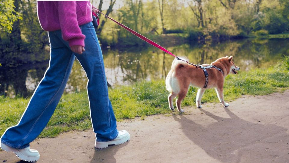 Tanto tú como tu mascota podrán disfrutar de un fin de semana lleno de actividades al aire libre en la Ciudad de México.