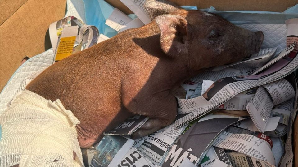 Se llevaron al cerdito a las instalaciones de una asociación protectora de animales.