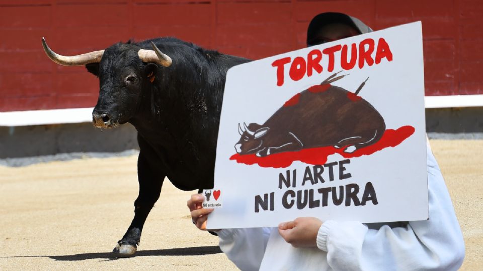 La opinión pública de la Ciudad de México muestra un rechazo masivo hacia las corridas de toros.