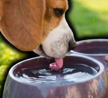 5 consejos para cuidar a tus mascotas en esta temporada de calor, según la IA