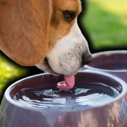 5 consejos para cuidar a tus mascotas en esta temporada de calor, según la IA