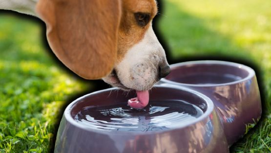 5 consejos para cuidar a tus mascotas en esta temporada de calor, según la IA