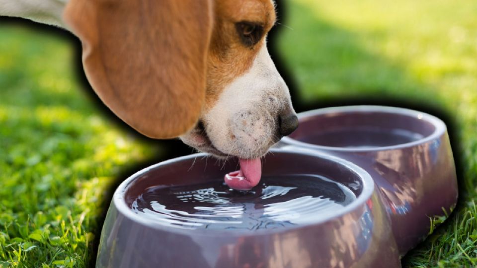 Mantener hidratadas a las mascotas y evitar paseos en horas de calor extremo es clave para su bienestar.