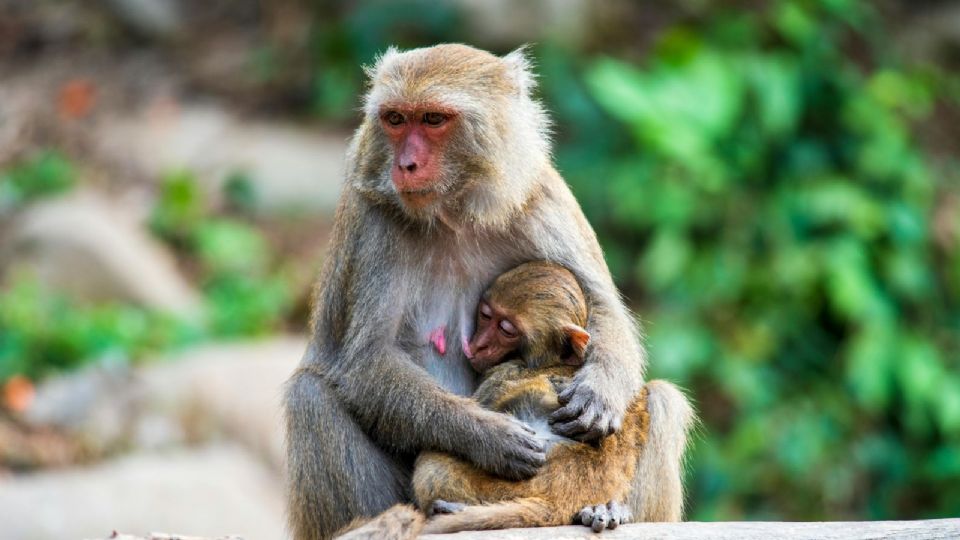 Diputados proponen implementar mecanismos de regulación y control sobre el uso, comercialización y cuidado de los animales.