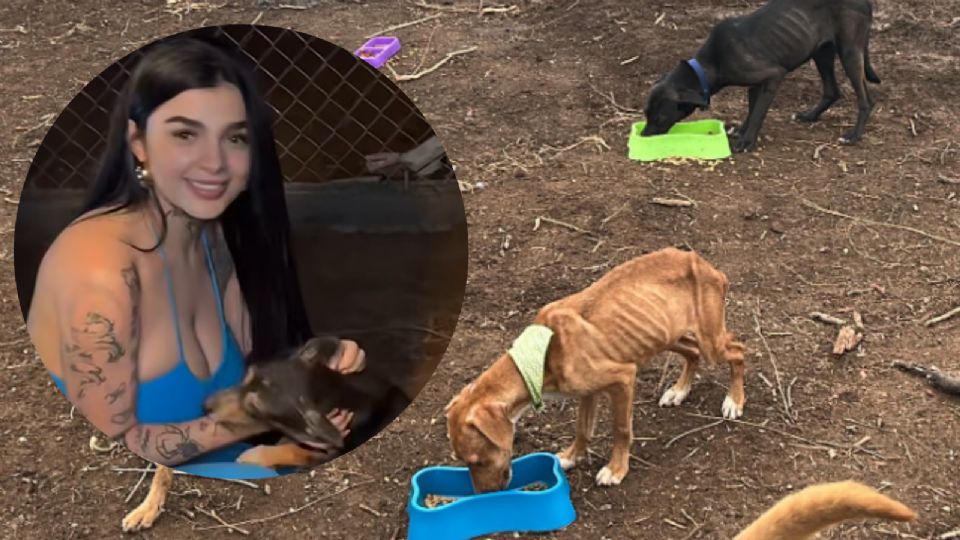 La creadora de contenido conoció las historias de cada una de las mascotas que se encuentran en el refugio.