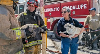 Rescatan a tortugas y a un perro tras incendio de casas en Guadalupe