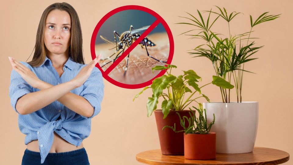 Acaba con los mosquitos; estas son las plantas que no debes tener en casa porque los atraen