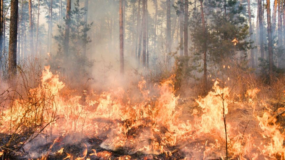 La Comisión reportó que este lunes 14 de abril se tienen notificados 106 incendios en 23 estados del país.