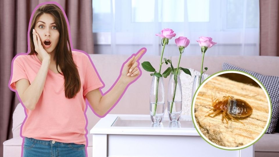 Las 5 plantas que atraen chinches y cucarachas a tu casa y que deberías evitar