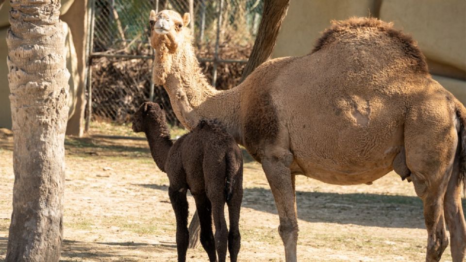 La familia de dromedarios es uno de los principales atractivos durante esta temporada de primavera.