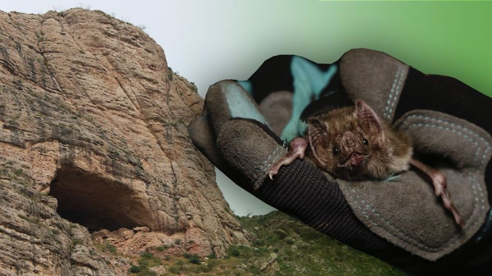 Nuevo León alberga cerca de 40 especies que ayudan a la conservación de la biodiversidad.