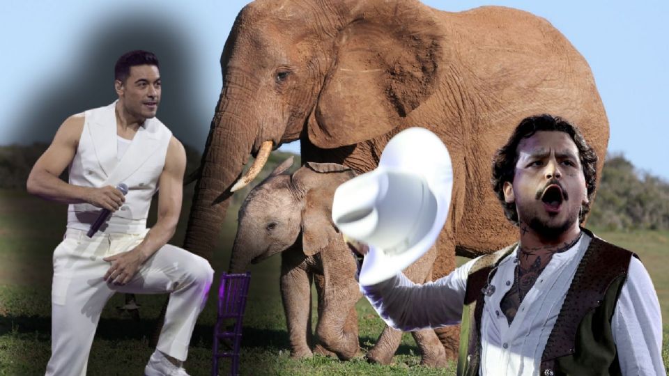 Se volvieron tendencia un grupo de elefantes del zoológico de San Diego.