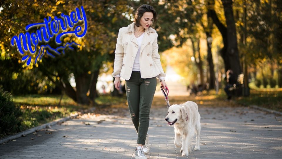 Checate estos 6 lugares pet friendly para que lleves a pasear a tu perro sin problemas.