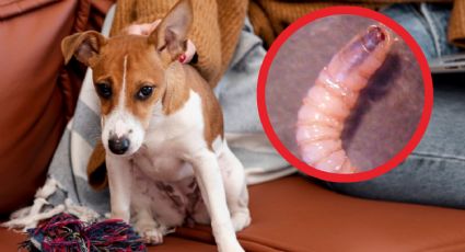 ¿Cómo evitar que tu perro se contagie con el gusano barrenador? esto dice especialista