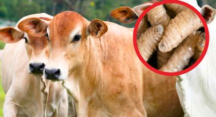 EU restringiría importaciones de ganado mexicano si se incumplen estas condiciones