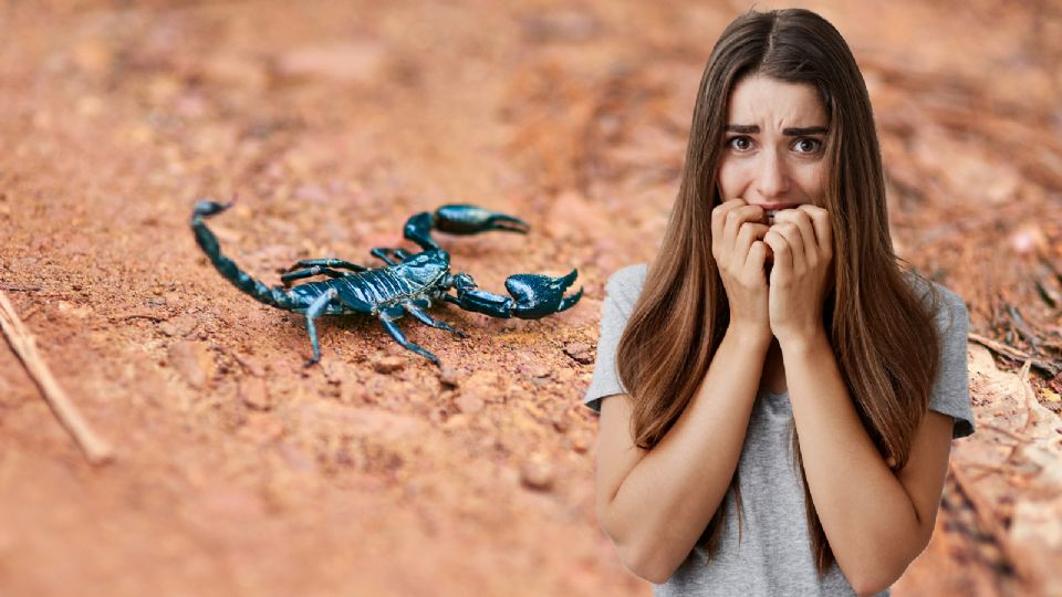 Adoptar medidas de prevención puede marcar la diferencia para evitar convivir con estos peligrosos animales.