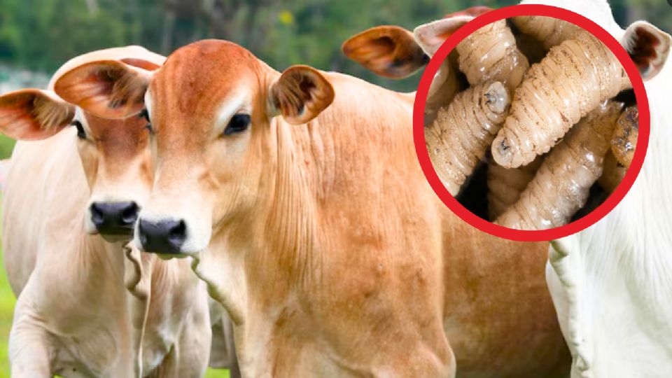 Hasta el momento, México no ha emitido una respuesta oficial.