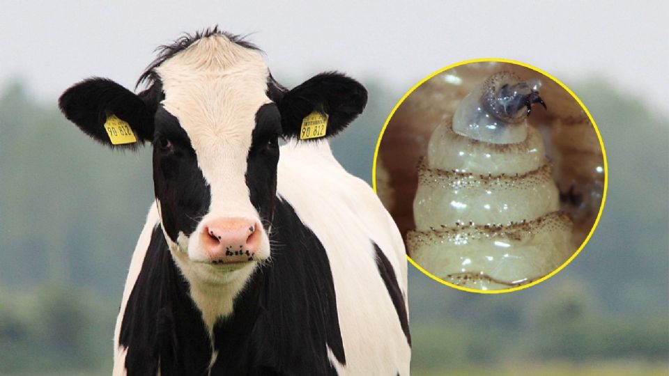 EU y México llegan a un acuerdo sobre el manejo del gusano barrenador.