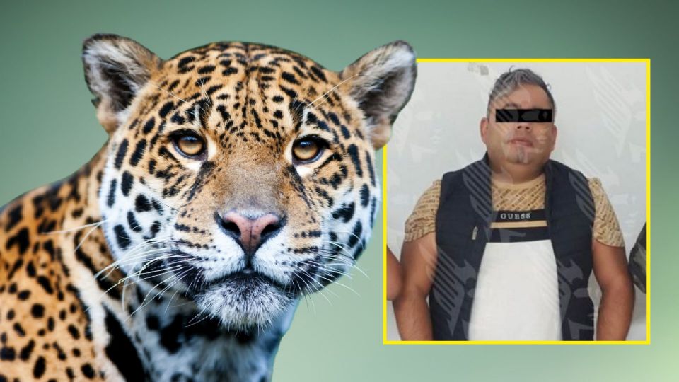 Detienen a Alejandro ‘N’ tras enfrentamiento armado; tenía un jaguar en su casa.