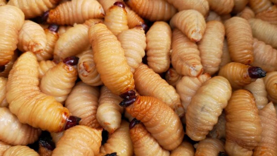 Uno de los hallazgos más inusuales es la detección del parásito en un Gavilán común.