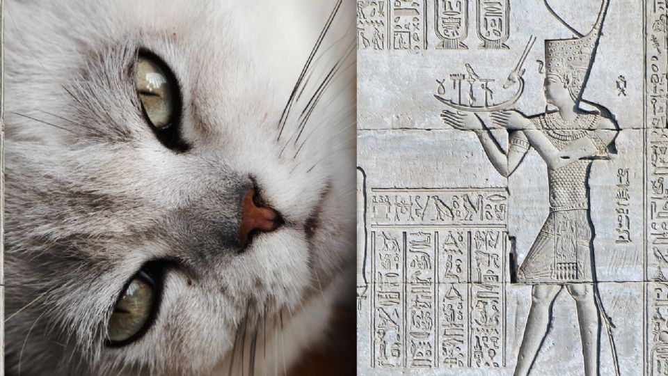 La veneración no se limitaba a templos y ceremonias. En la vida cotidiana, los gatos eran miembros respetados del hogar.