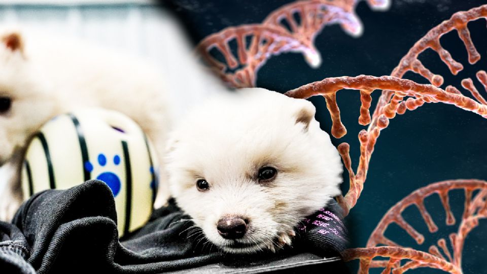 Los lobos son animales de manada y aprenden comportamientos sociales complejos.