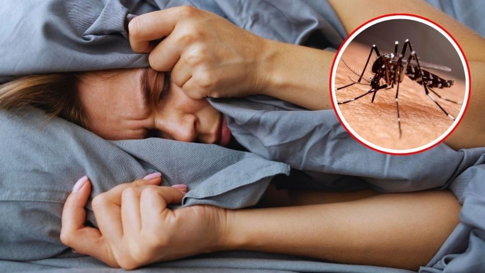 Adiós mosquitos nocturnos: el remedio casero para eliminarlos de manera natural