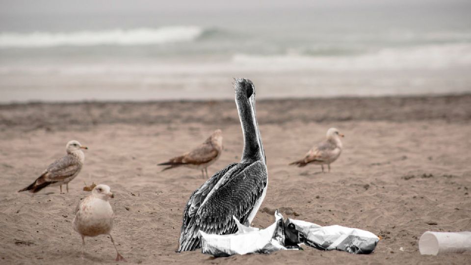 El problema también pone en evidencia la precariedad del suministro de agua en Tijuana.
