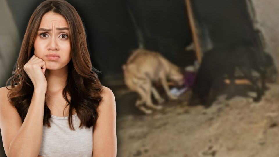 Según reportes ciudadanos, tres perritos de raza pug vivían en condiciones deplorables.