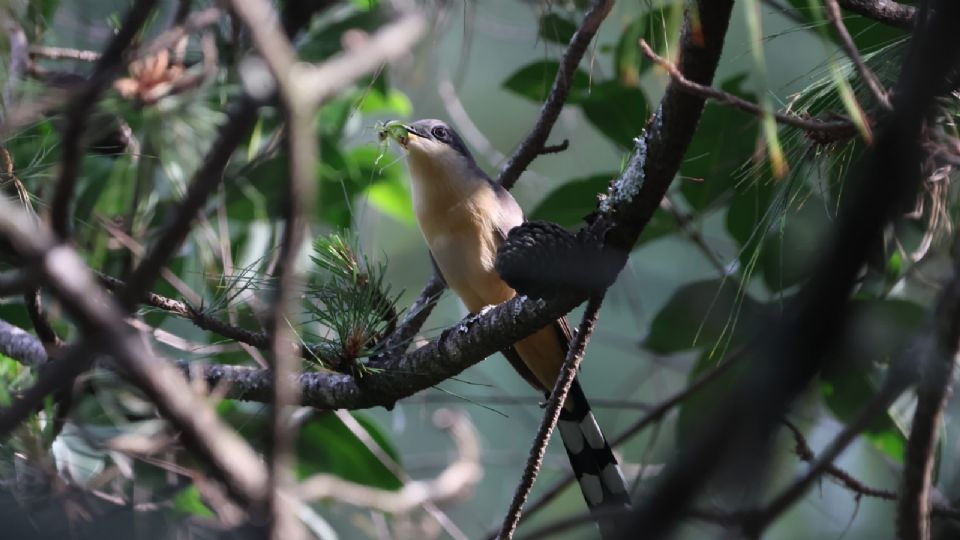La especie fue identificada por el guardaparques, Brayan Martínez.