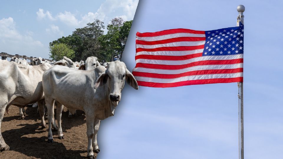 Ganado y gusano barrenador, el nuevo problema con EU.
