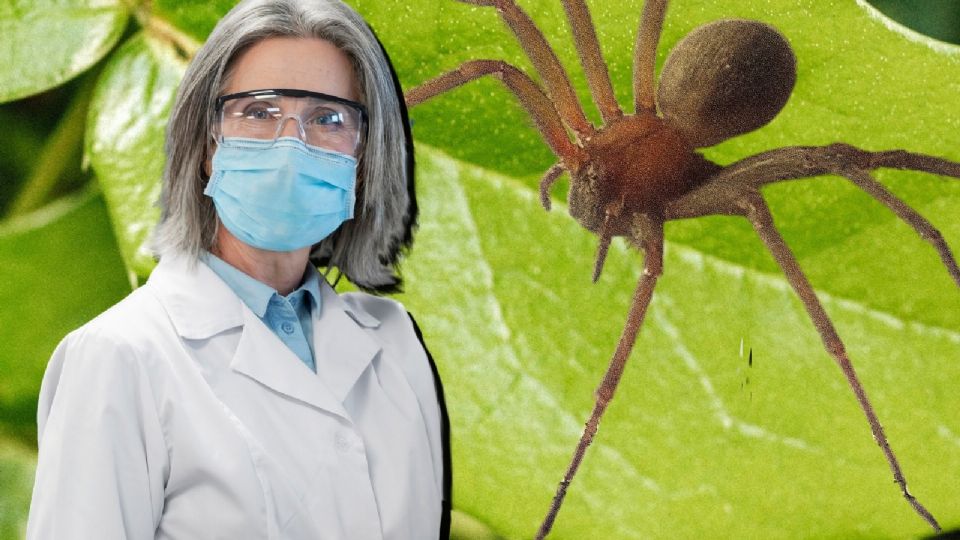 La araña violinista habita en México y su picadura puede ser peligrosa.