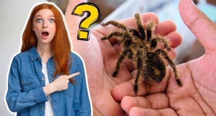 ¿Por qué no debes matar a las tarántulas en Nuevo León?