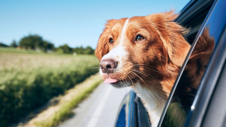 Uber busca reafirmar su liderazgo en el sector de movilidad urbana.