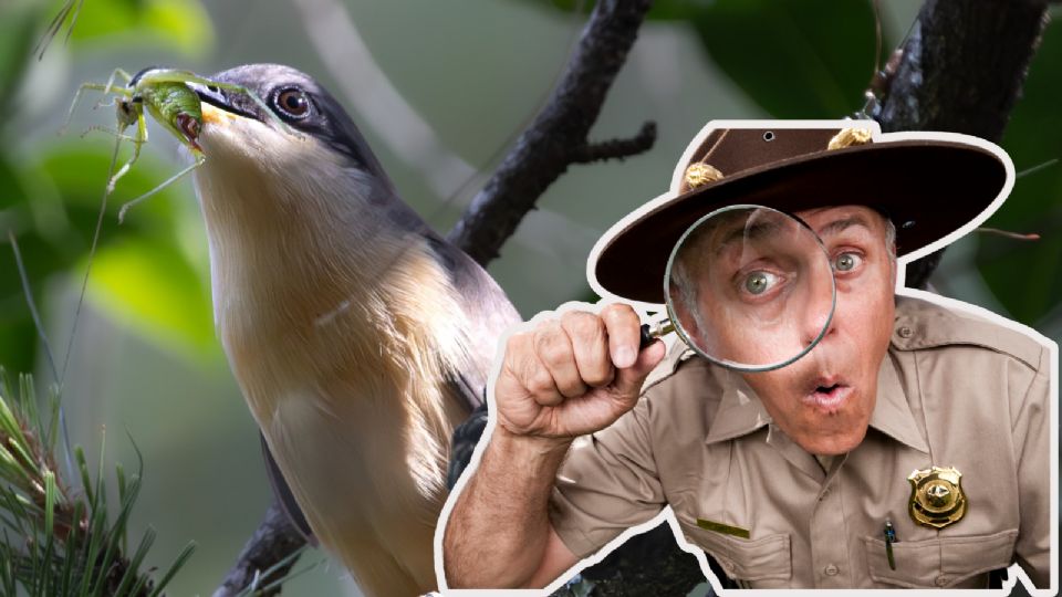 La especie fue identificada por el guardaparques, Brayan Martínez.