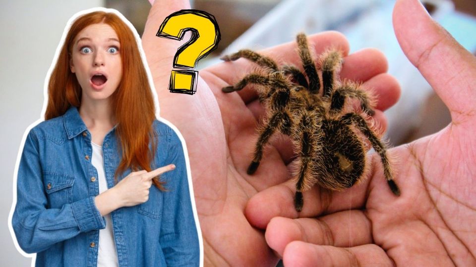 ¿Por qué no debes matar a las tarántulas en Nuevo León?