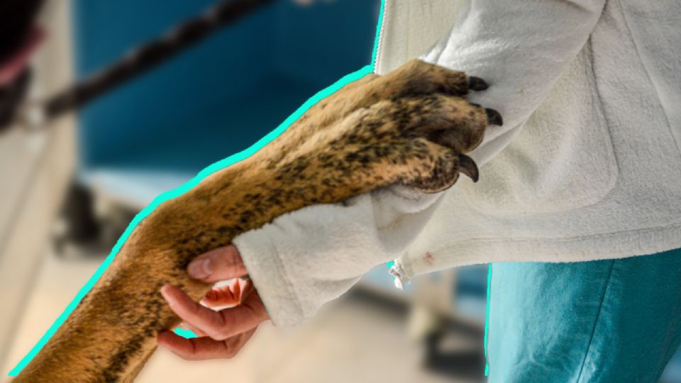 Indignación en Ecatepec: Rescatan a pitbull encadenado tras denuncia por maltrato animal.