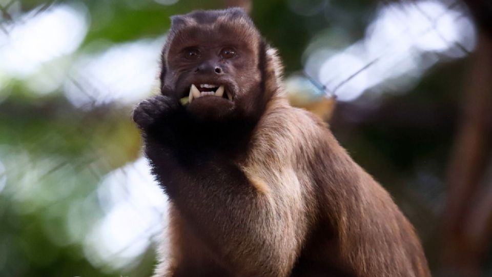 En esta temporada del año una de las amenazas que podrían enfrentar los primates es el golpe de calor por falta de agua y por las altas temperaturas.