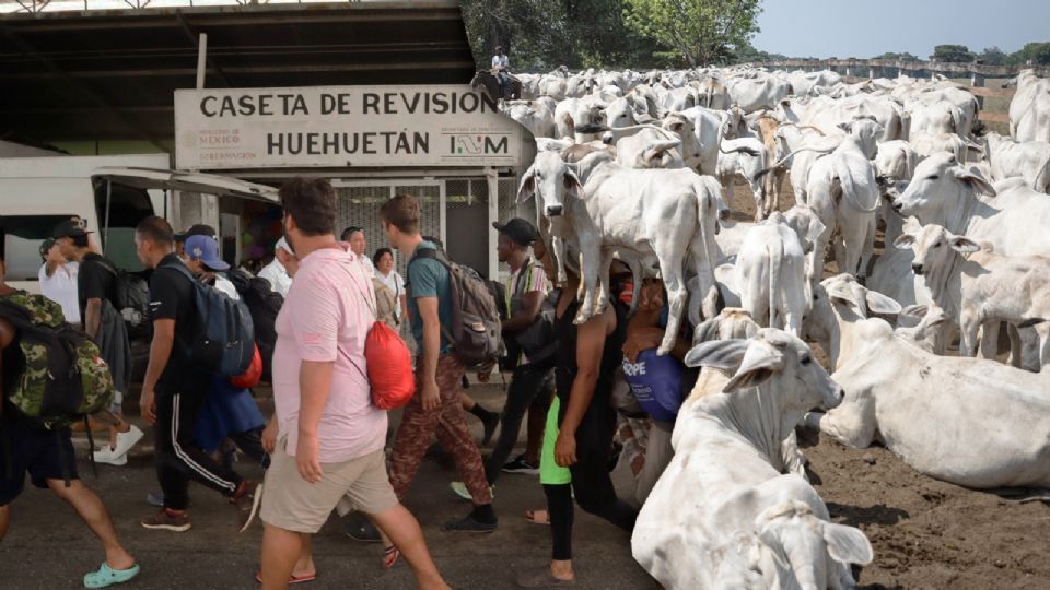 Gusano barrenador en el ganado.