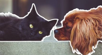 Brigada de esterilización en Monterrey: Fecha y horario para llevar a tu perro o gato