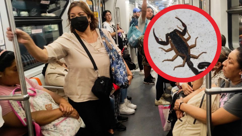 Las condiciones insalubres en algunas estaciones podrían estar facilitando la aparición de estos animales.