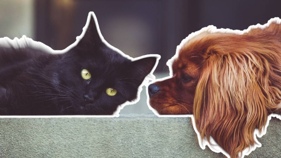 Habrá una nueva brigada para esterilizar mascotas en Monterrey. Estos son los detalles