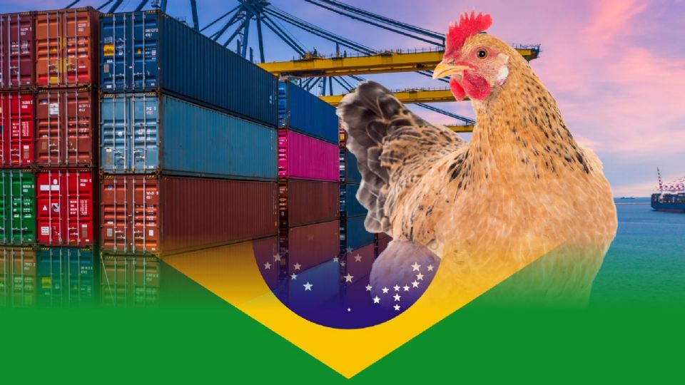 México protege su producción avícola suspendiendo importaciones de Brasil tras brote de gripe aviar H5N1.
