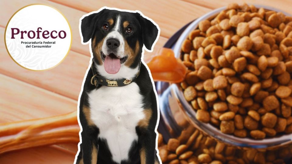 Profeco: esta es la marca de croquetas premium con más proteína para tu perro