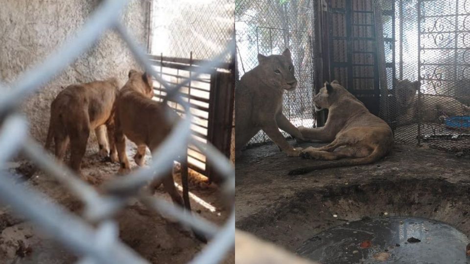 Autoridades municipales y estatales participaron en el rescate de cuatro leones localizados en condiciones de maltrato en García, Nuevo León.